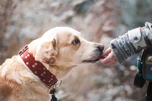 Dog licks woman's hand