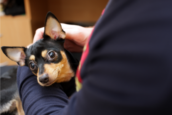 Woman stroking dog on her lap