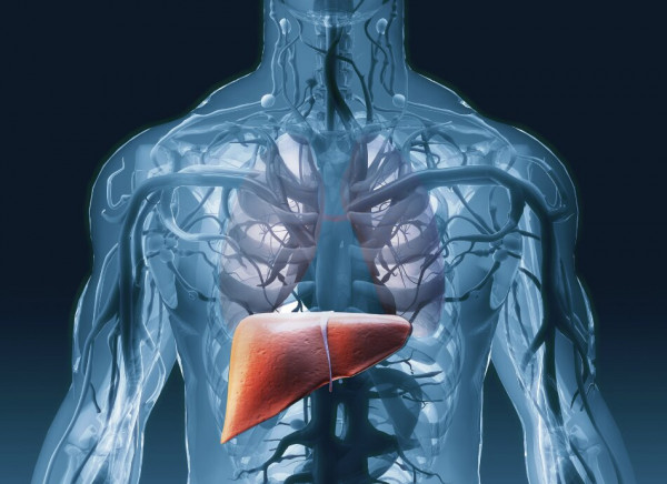 Size and location of liver