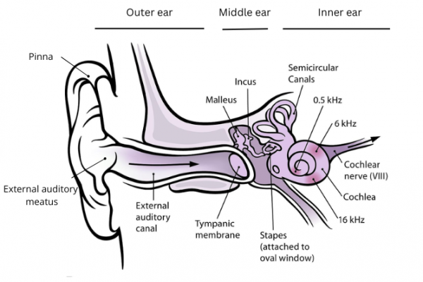 Ear anatomy with parts labelled