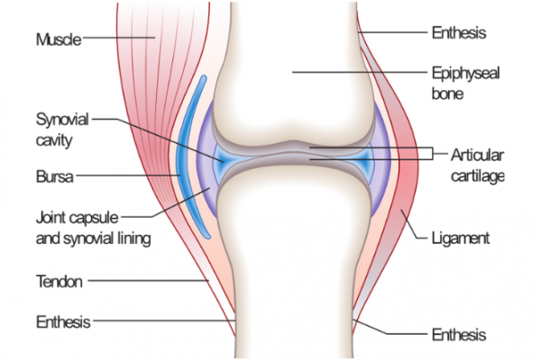 Labelled joint showing location of tendon, cartilage and synovial lining