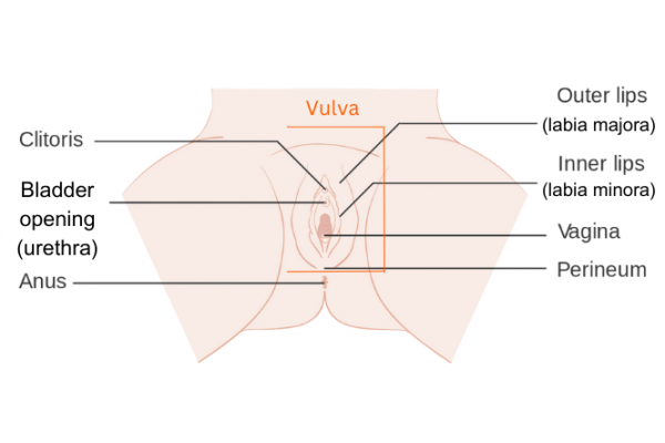 Image of vulval region with labels