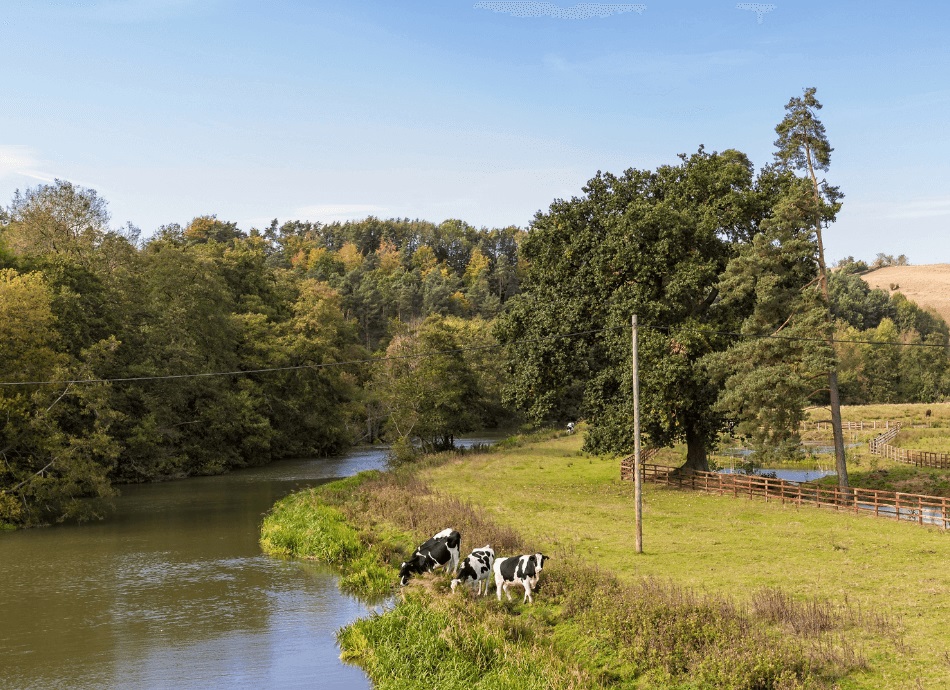 Cattle grazing by river canva 950x690