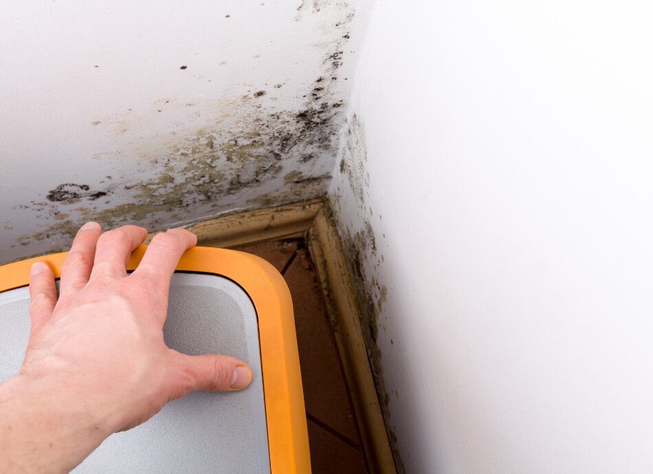 Mould growing in corner of home behind a bin