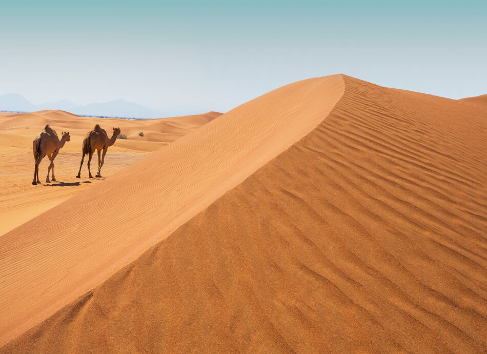 Camels in desert