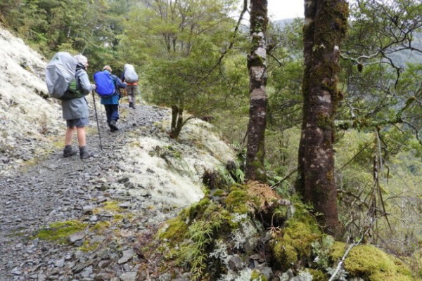 Group of women tramping in the New Zealand bush