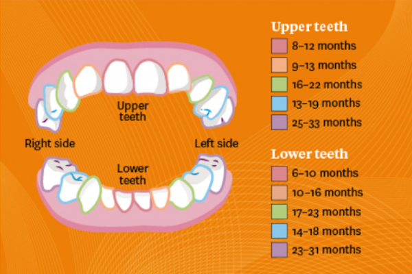 Illustration of the ages &amp;amp; stages of teething in children