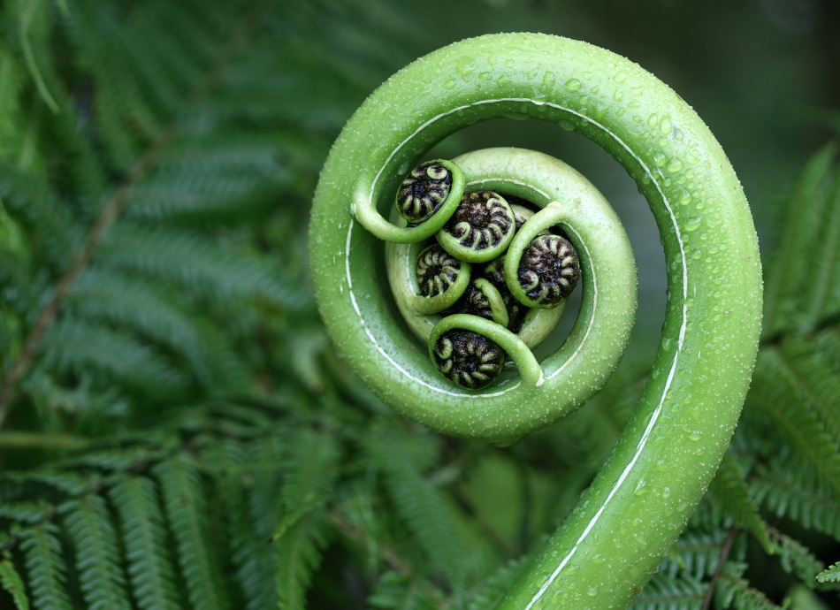 Furled fern NZ canva 950x690