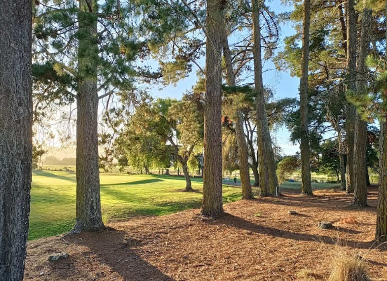 Looking through the trees at Motueka golf course New Zealand