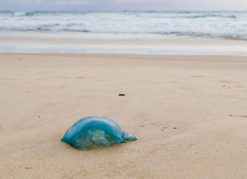 Bluebottle jellyfish canva 950x690