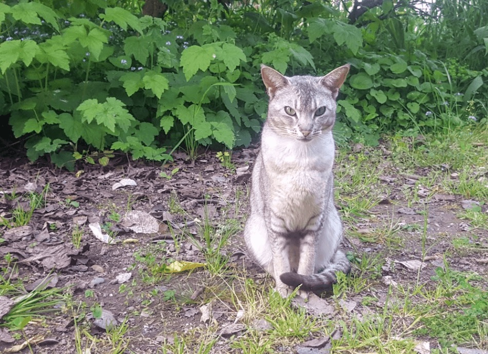 Cat sitting in garden