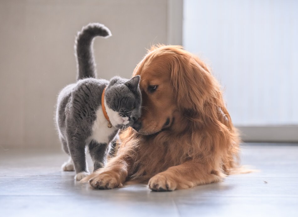 Kitten cuddles up to gentle labrador dog