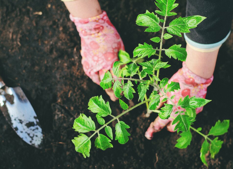 Gardening in gloves canva 950x690