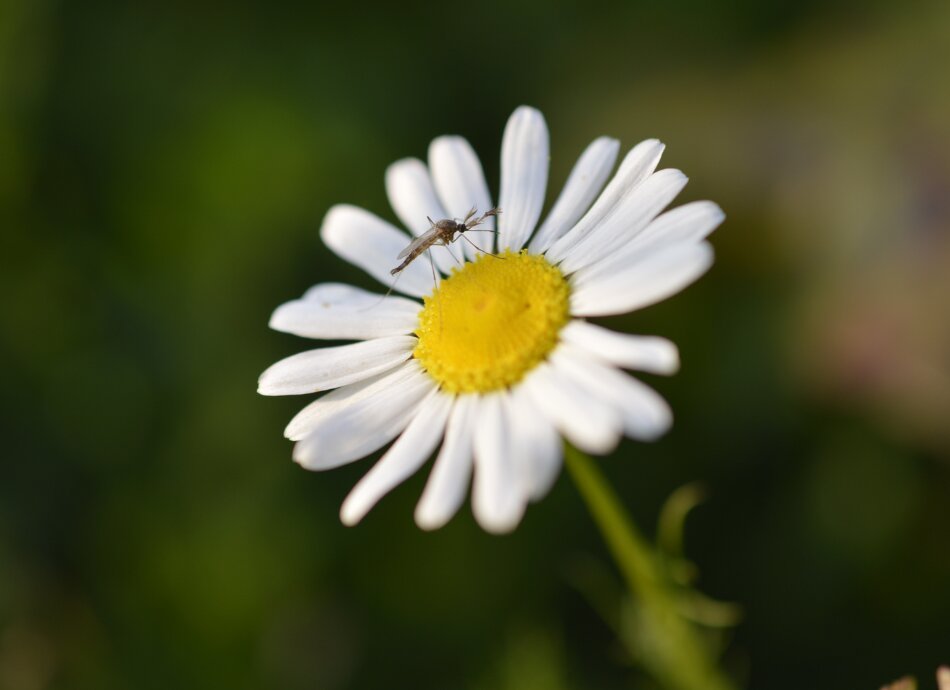 Mosquito on daisy canva 950x690