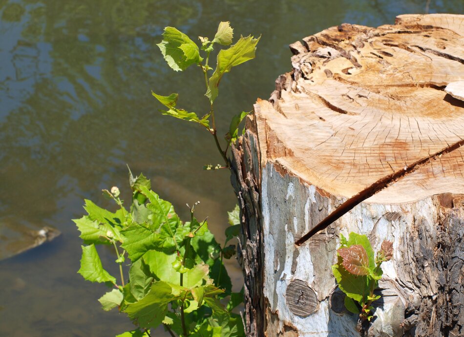 Felled tree with green shoots showing resilience